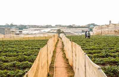 農(nóng)業(yè)技術(shù)的重要性