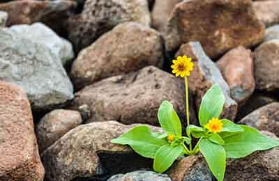 努力上進(jìn)的人生格言